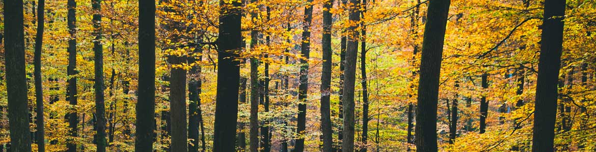 Baumpflege Fynn Mahro