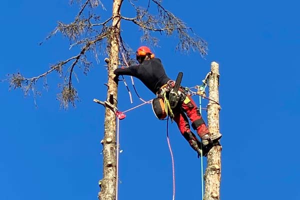 Baumpflege und Baumfällung